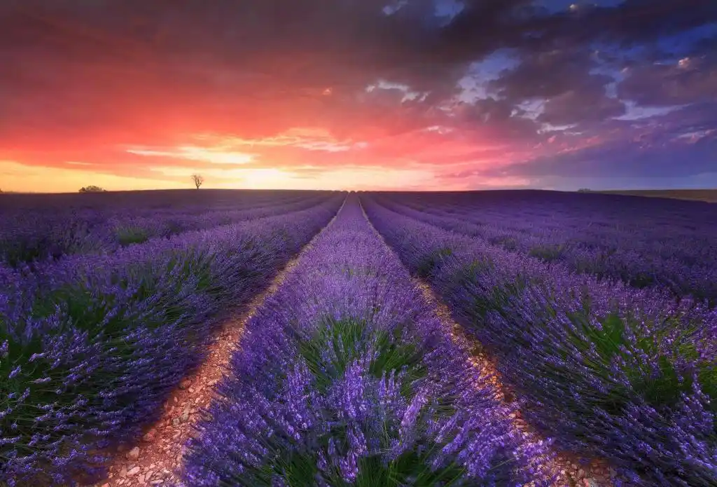 唯美薰衣草花海,高清图片,植物-回车图片