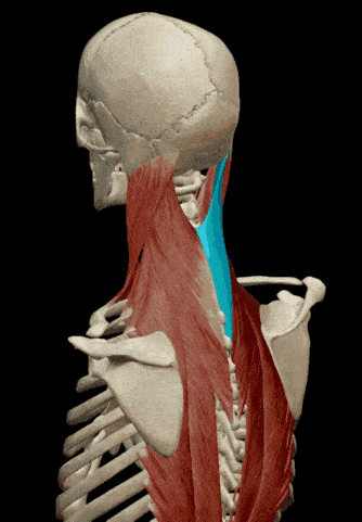解剖学基础夹肌