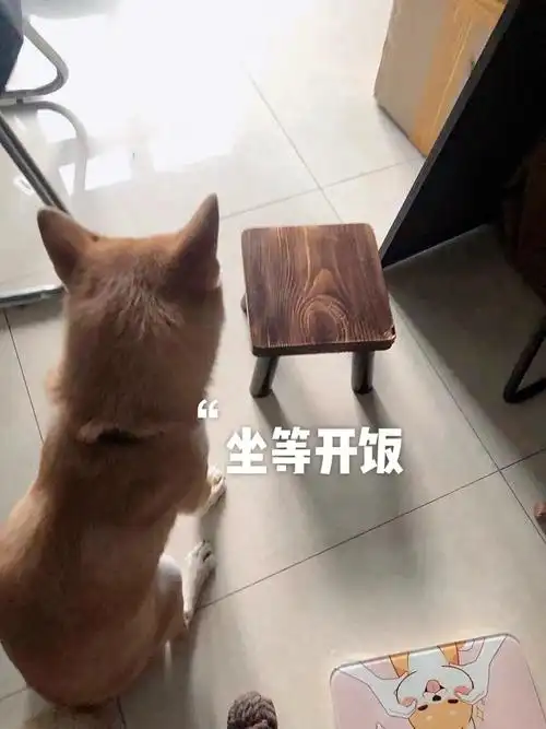 坐等开饭的小狗狗