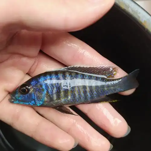 小阿里发色了 - 三湖慈鲷玩家 - 龙巅三湖慈鲷