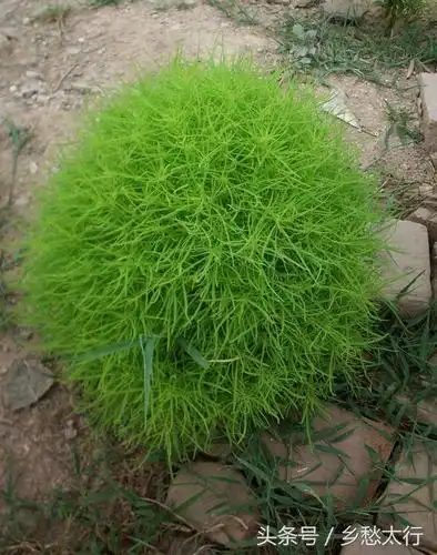 扫帚草就是他们常用来做扫帚的,扫帚草其实也叫扫帚菜,扫帚菜又名地肤