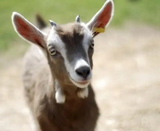 羊年,小羊送你21句激励人心的话