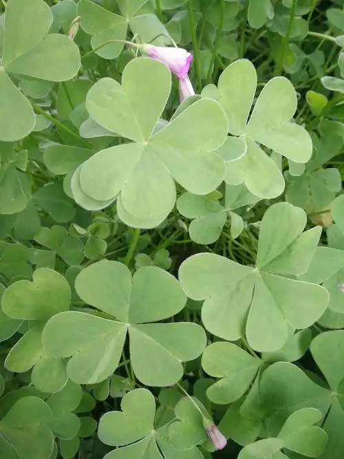 有趣的太阳花叶子