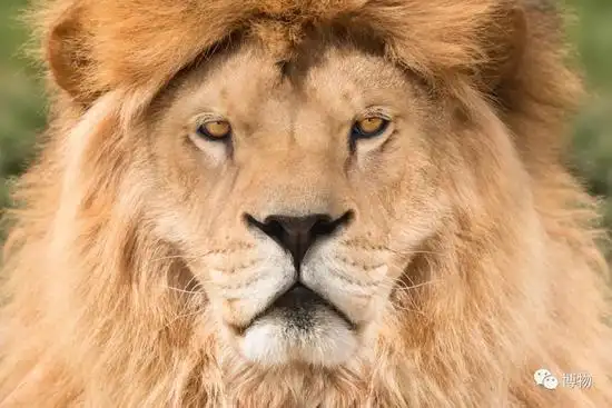 为什么圆圆的大眼睛看起来很萌