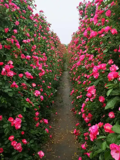 玫瑰园手机照