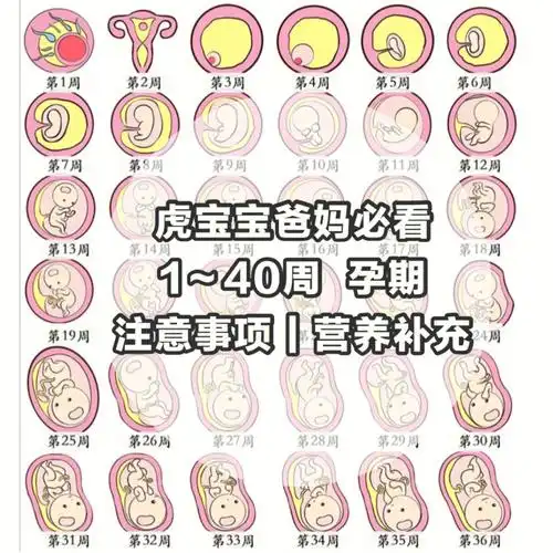干货篇怀孕140周注意事项