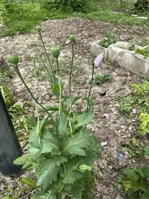 边缘有开裂茎叶区别虞美人的茎为青绿色,有绒毛罂粟花的茎是粉绿色,叶