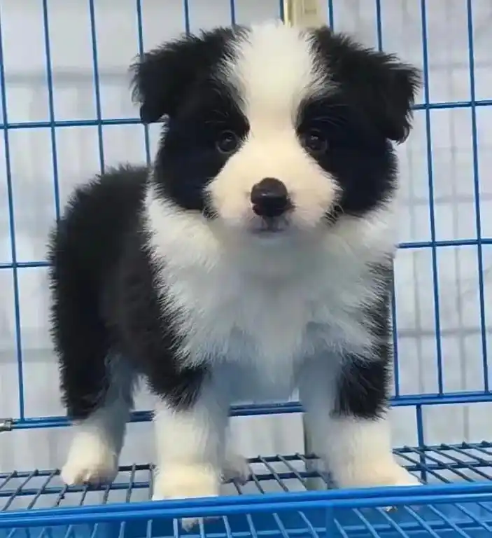 边境牧羊犬,边牧幼犬!杭州出售纯种边境牧羊犬,已经两个多 - 抖音