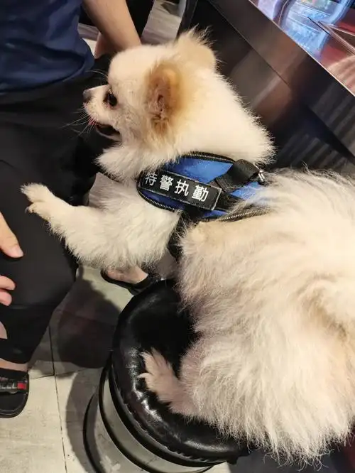 国美小学期出逃记