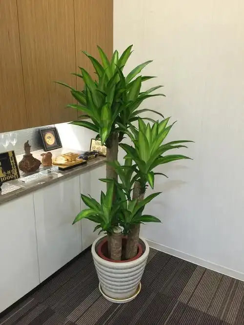 第一,巴西铁树应该怎么养殖?