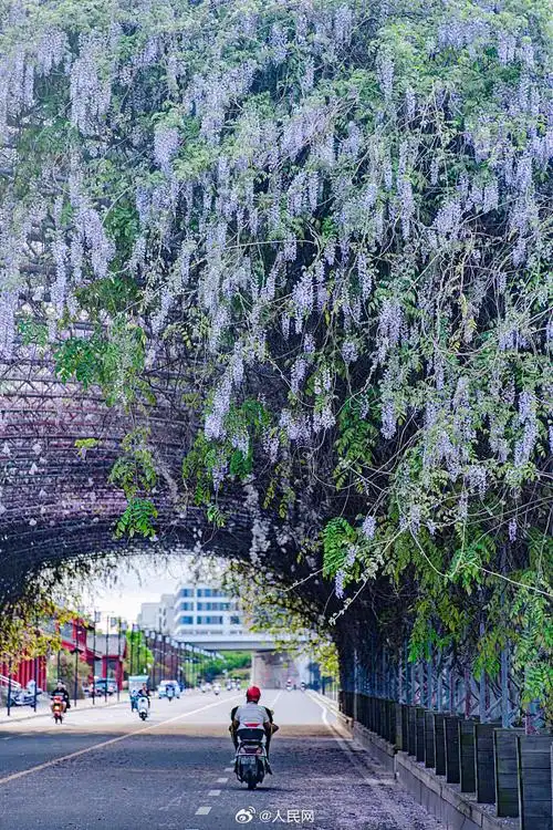 #紫藤花盛放太浪漫#