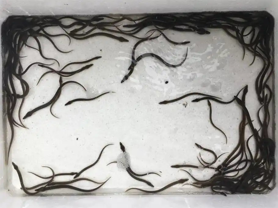 海中珍宝鳗鱼苗,一克价值600元!凭什么卖得比黄金还贵?