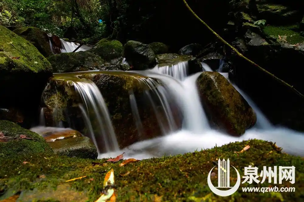 "泉"是好风光|安溪龙门桫椤森林:方寸之间的天工造物