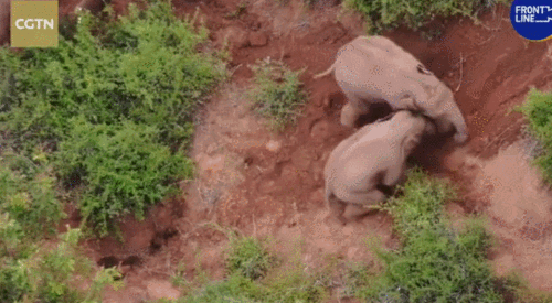 然而,村民家的某只大黄因为大象经过后, 吓得不敢叫,抑郁了, 猪圈里被