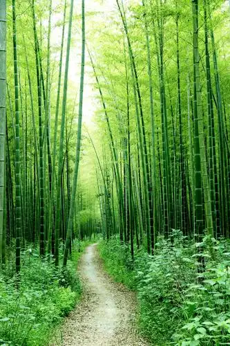 漫山遍野是苍翠欲滴的竹子.