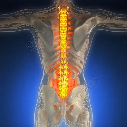 科学的人体辉光背骨的x线解剖
