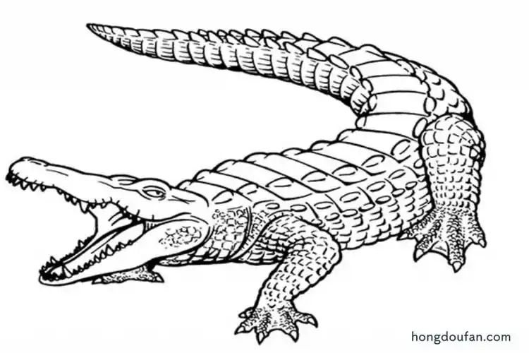 鳄鱼涂色填色大全-红豆饭小学生简笔画大全