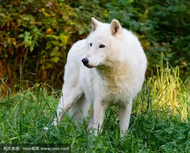 美丽的白色的狼