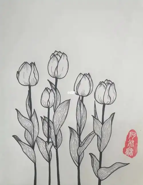 植物线描郁金香