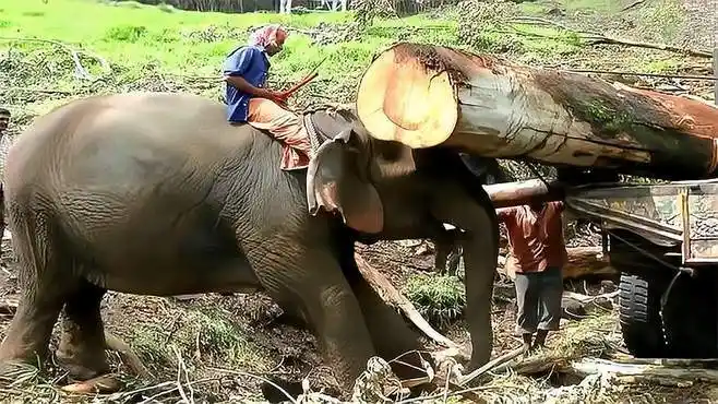 聪明的大象,将500斤重的木头运到卡车上,工作时卖力又负责!