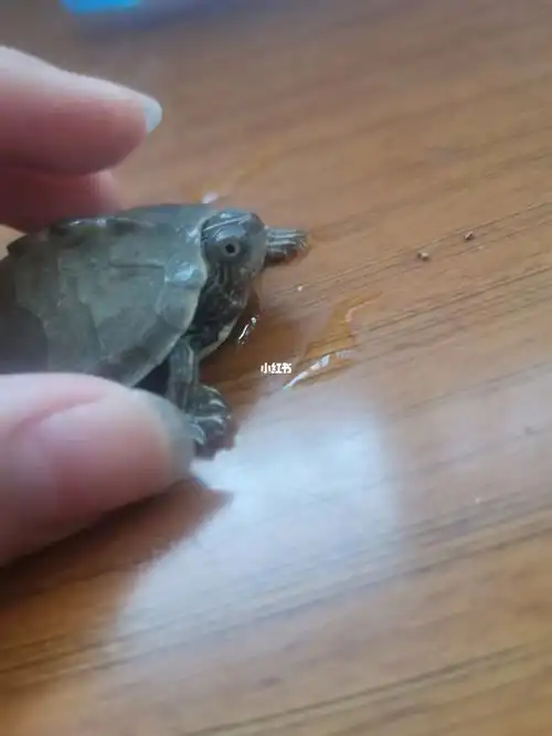 这只地图龟是天使眼吗