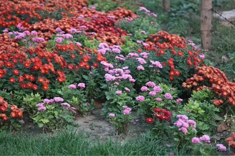 地被菊 园林 花卉 宿根 批发