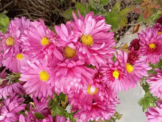 红梅傲雪的美篇长寿菊:代表高洁正直,长寿吉祥,是勇敢坚强的象征