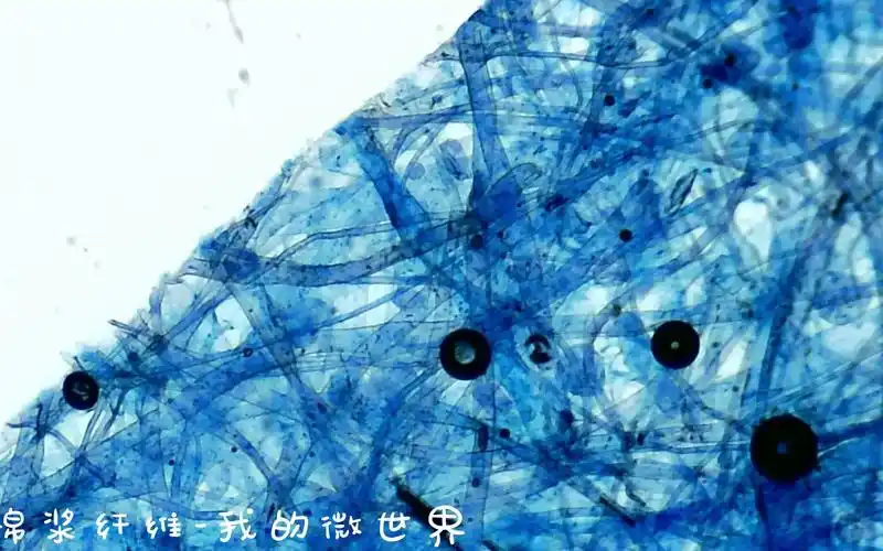棉浆纤维-显微镜下的世界