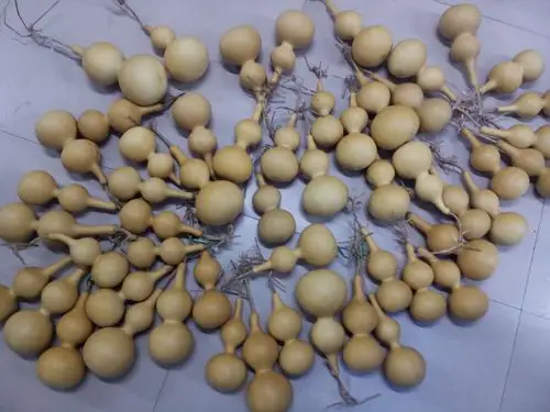 常年大量批发2015年新中号压腰葫芦天然中号20-25厘米葫芦