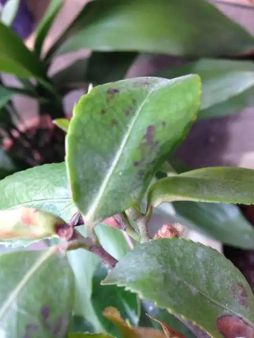我办公室里一株茶花在开完花后,叶片上就开始长一些黑斑,最后就发黄