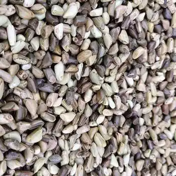 墨西哥玉米草种子