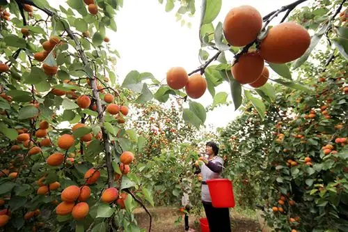 5月27日,山东省枣庄市阴平镇石头楼村的果农在杏园采摘鲜杏.