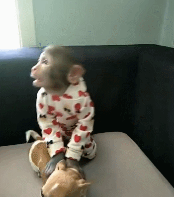 狗狗被猴子当玩具,身子被乱摸,汪:这谁啊?