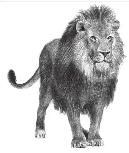 素描狮子的画法