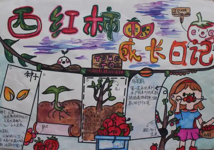 西红柿成长日记小学组孙晨烯