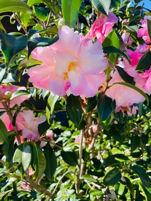 什么品种茶花98我去了bunnings 蹲 蹲好久没有看到 我也不知道名字