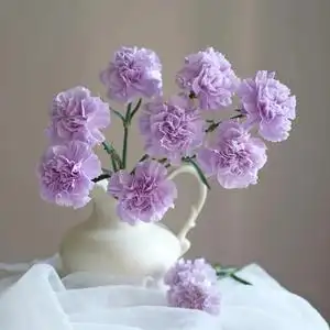 紫苑康乃馨鲜花进口家用新鲜水养插花紫色鲜切花办公室节日礼物