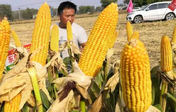 世界上最适宜种植玉米的三大玉米带包括哪些