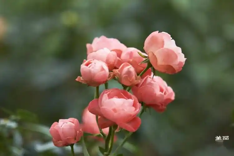 五园联动,2024深圳月季赏浪漫开启,去看春天→_人民公园_游客_花园