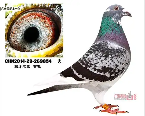 东方不败_心飞翔鸟缘-中信网爱鸽商城