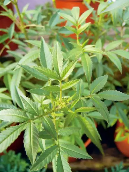 居家必备万用香草,cp值超高的芳香万寿菊