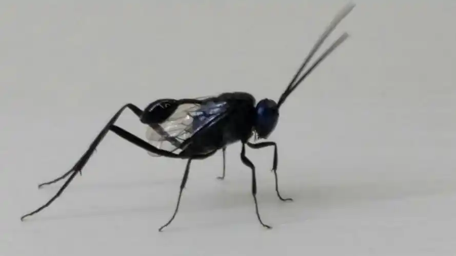 ="6325859">姬蜂总科 /a>(ichneumonoidea)旗腹姬蜂科(evaniidae)昆虫