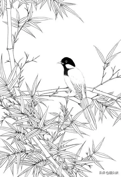 竹子高清白描线稿图片下载41幅