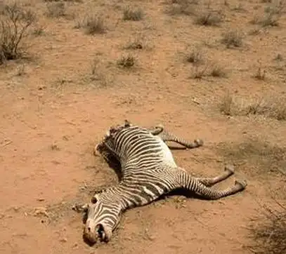 他们认为:与其让这些动物待在本国等死,不如送出去让它们活下来.