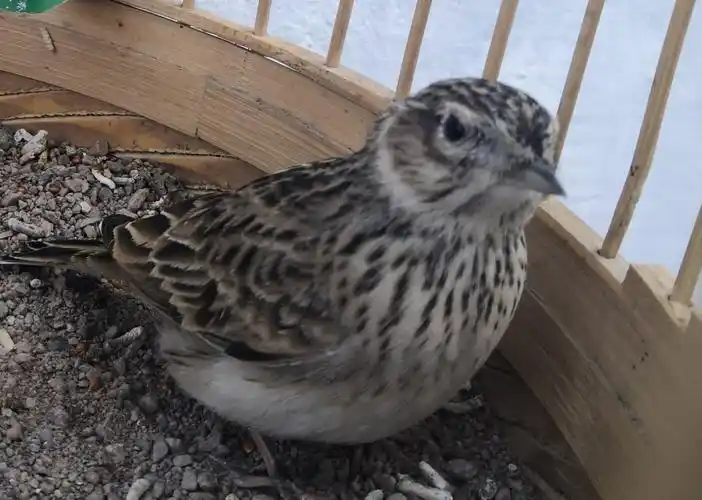 广场 69 鸟类综合 69 笼鸟百科 69 新疆云雀,鉴别公母