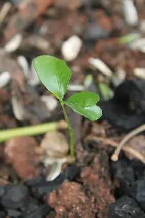 小树苗课本班徽元素