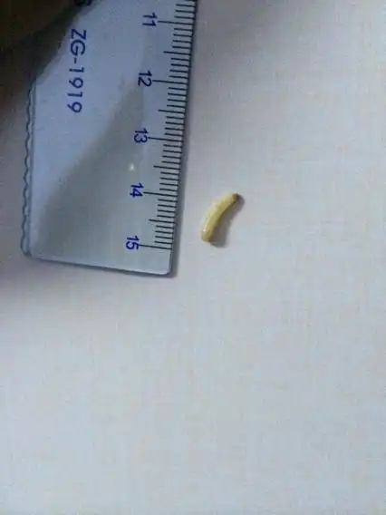 一厘米长,到底是什么虫子