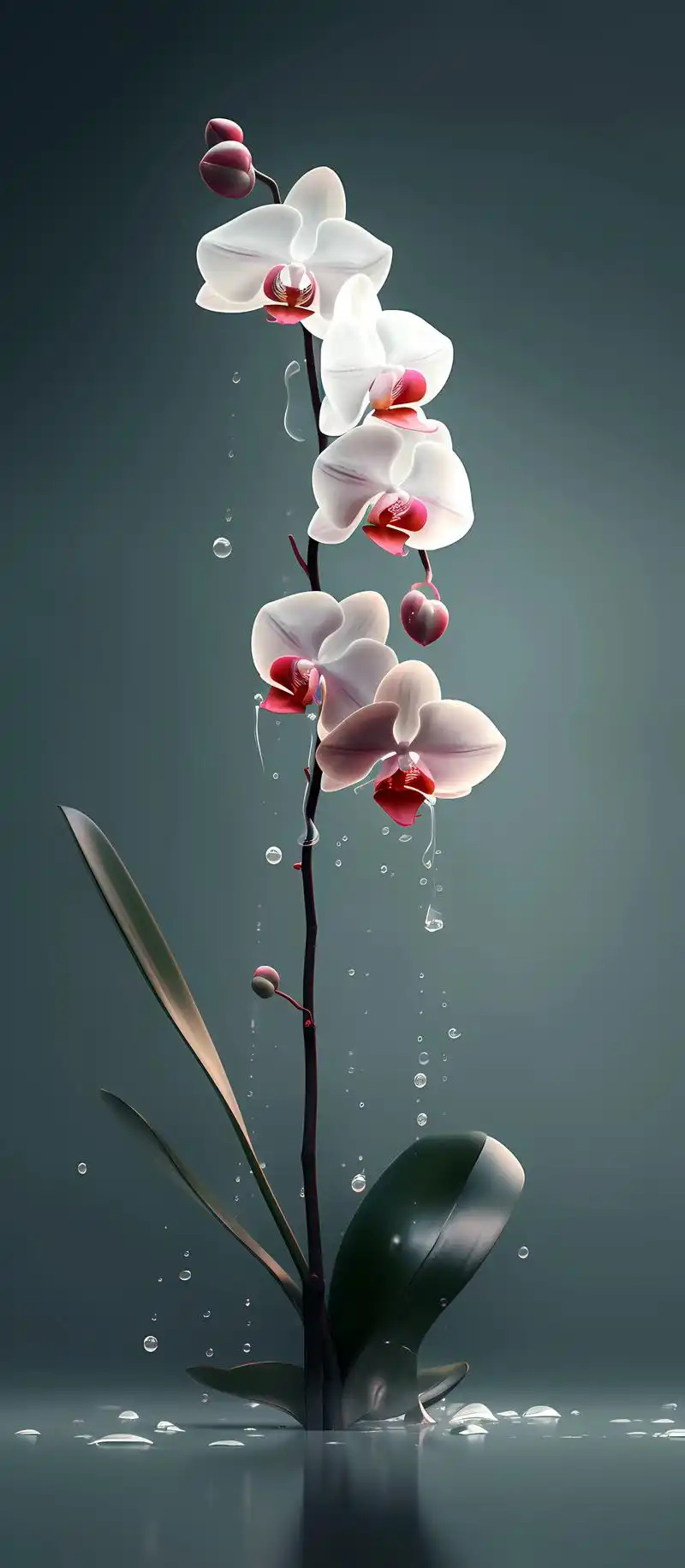 蝴蝶兰壁纸,摇曳枝头蝴蝶兰,千姿百态雅容含