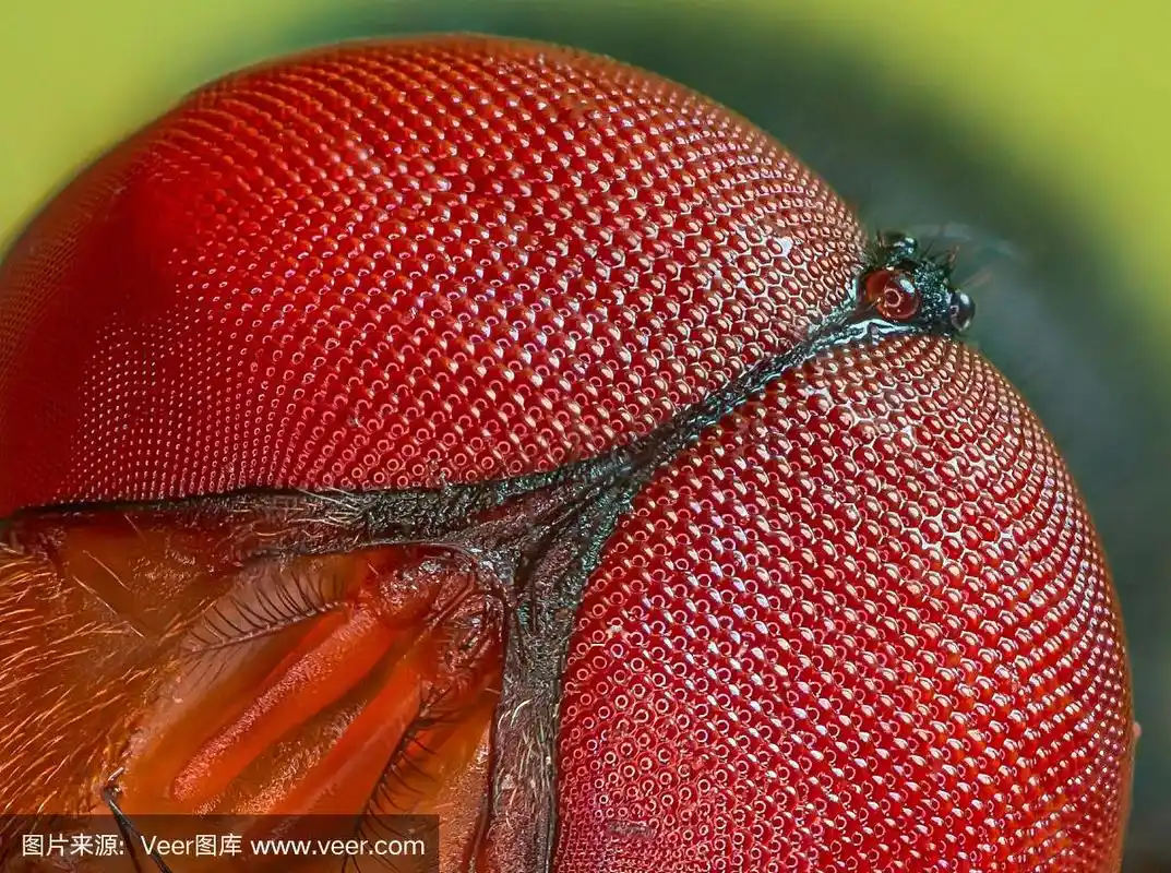 苍蝇的眼睛