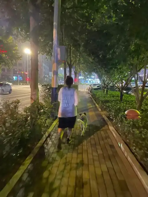 今天是陪胖妈减肥的夜跑狗